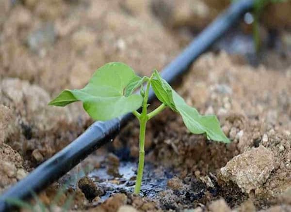 تصویر 4 از خرید و قیمت نایلون آبیاری قطره ای + فروش عمده